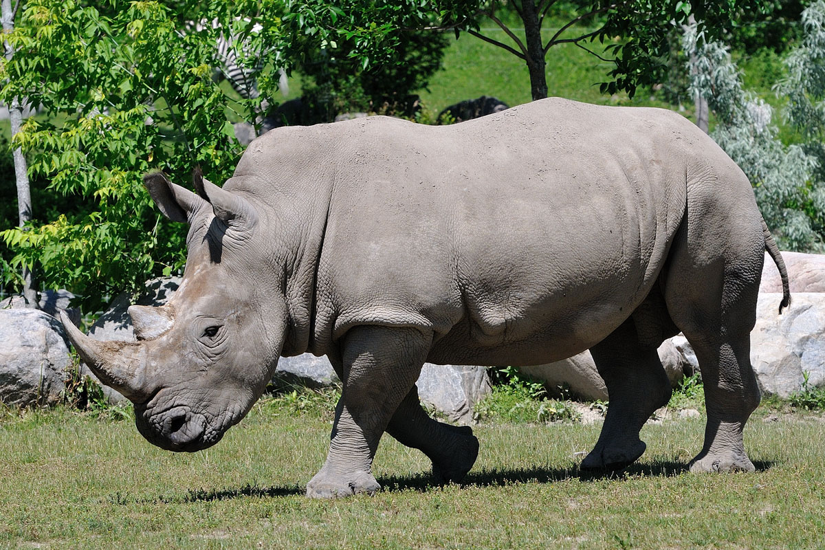 Moodeng Zoo’s New Rhino Taiho Becomes a Viral Sensation.