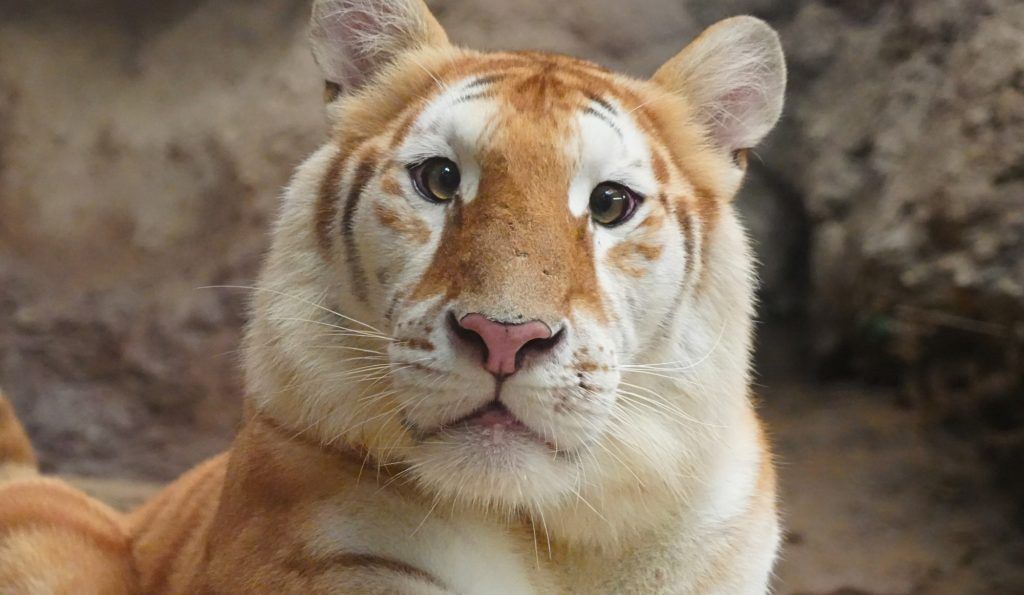 Meet Ava, the golden tiger cub in Thailand set to be the next cute viral sensation