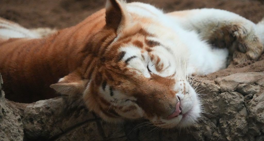 How to see Ava, Chiang Mai Night Safari’s golden tiger