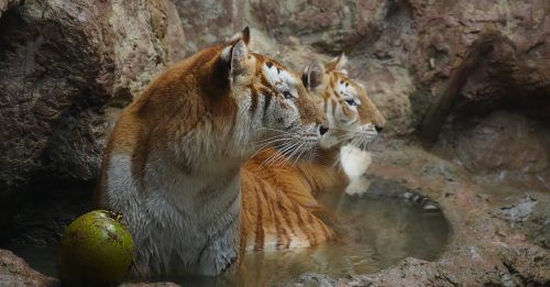 What to know about golden tigers, Ava’s rare breed